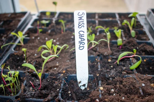 Las plántulas frescas de hortalizas de acelgas verdes, amarillas y rojas que acaban de germinar en el suelo se elevan lentamente por encima del suelo con una profundidad de campo muy baja.. — Foto de Stock