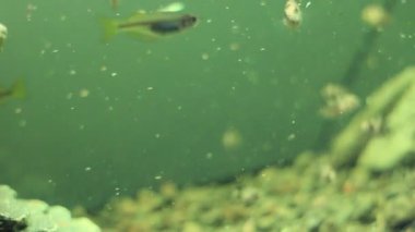 Cichlid hobi olarak balık akvaryumunda yemek yiyor.