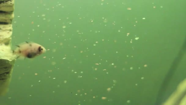 Sträfling Buntbarsch frisst im Becken — Stockvideo