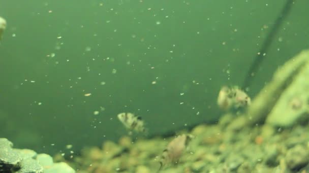 Convicto cíclido pescado comer bajo el agua — Vídeos de Stock