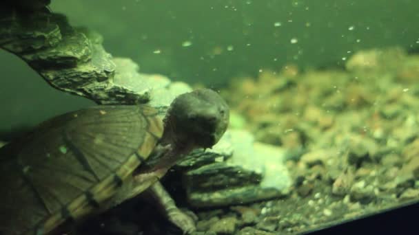 Razorback tortue musquée manger de la nourriture pour poissons — Video