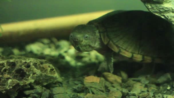 포획 된 수족관에 사는 사향 거북, 수중 영상 — 비디오