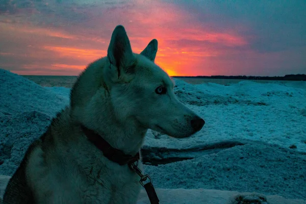 Husky Beach Sunset Canada Winter High Quality Photo — Stock Photo, Image