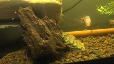 Mahkum cichlids ve bebeklerinin zamanı