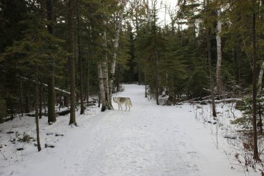 Yumuşak kar kış yürüyüşü patikalarını kapladı. Yüksek kalite fotoğraf