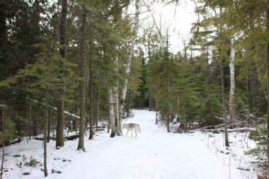 Yumuşak kar kış yürüyüşü patikalarını kapladı. Yüksek kalite fotoğraf