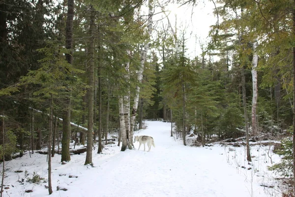 Yumuşak kar kış yürüyüşü patikalarını kapladı. Yüksek kalite fotoğraf