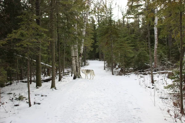 Yumuşak kar kış yürüyüşü patikalarını kapladı. Yüksek kalite fotoğraf