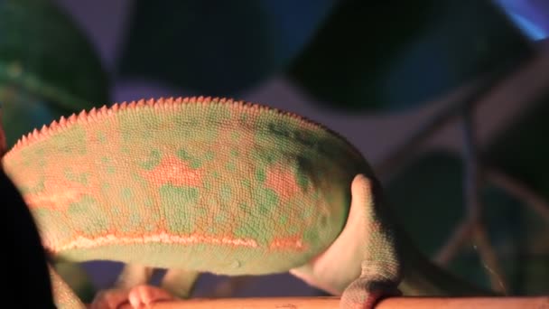 Chameleon se závojem, kuželovitý Chamaeleo calyptratus. — Stock video