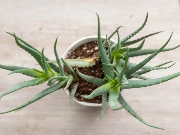 Aloe Vera Zimmerpflanze Einzigartige Nahaufnahmen Hochwertiges Foto — Stockfoto