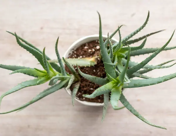 Aloe Vera Zimmerpflanze Einzigartige Nahaufnahmen Hochwertiges Foto — Stockfoto