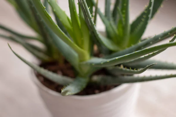 Aloe Vera Zimmerpflanze Einzigartige Nahaufnahmen Hochwertiges Foto — Stockfoto