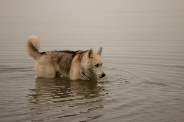 Casca Siberiana Nadando Dia Frio Canadense Foto Alta Qualidade — Fotografia de Stock