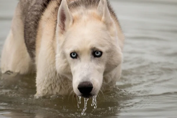 Series Photos Showing Siberian Husky Dripping Wet Running Out Water — Stock Photo, Image
