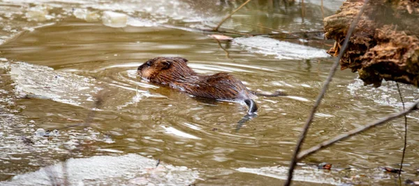 Castor Joven Nada Arroyo Agua Canadiense Parcialmente Congelado Foto Alta — Foto de Stock