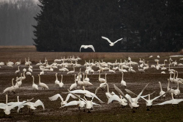 Cisnes Tundra Acumulando Campo Agricultores Durante Migrações Inverno Foto Alta — Fotografia de Stock