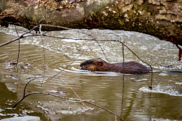 Castor Joven Nada Arroyo Agua Canadiense Parcialmente Congelado Foto Alta — Foto de Stock