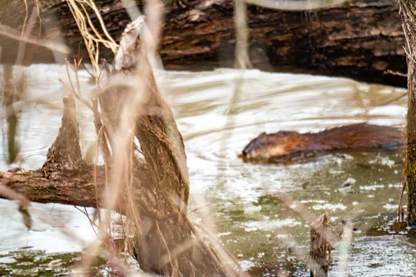 Jeune Castor Nage Dans Cours Eau Canadien Partiellement Gelé Photo — Photo