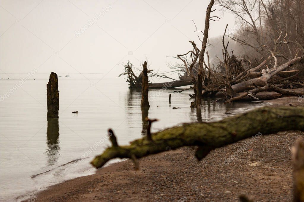 Large trees that have fallen over on point pelee beach . High quality photo
