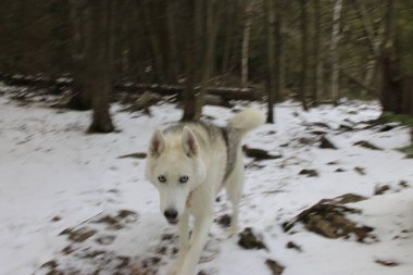 Karlı bir kış ormanında Husky yürüyüş yapıyor. Yüksek kalite fotoğraf