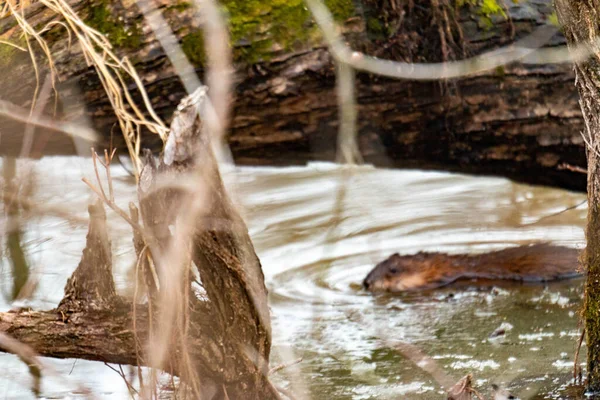 Young Beaver Swims Partly Frozen Canadian Water Stream High Quality — Stock Photo, Image