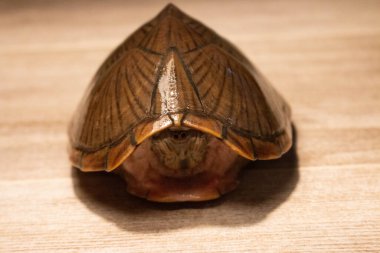 an adult female razorback musk turtle clipart