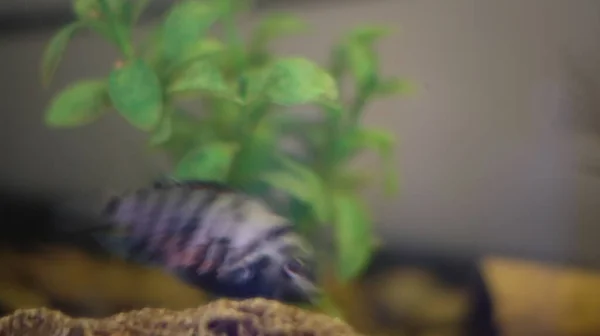 Female convict cichlid in aquarium — Stock Photo, Image