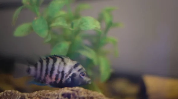 Female convict cichlid in aquarium — Stock Photo, Image