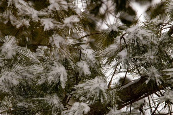 Cerca de la foto de la nieve en un pino —  Fotos de Stock