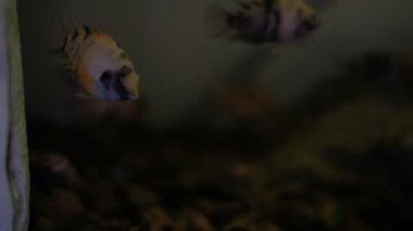 Mahkûm Cichlids 'in akvaryumda defansif halinin 4k görüntüsü
