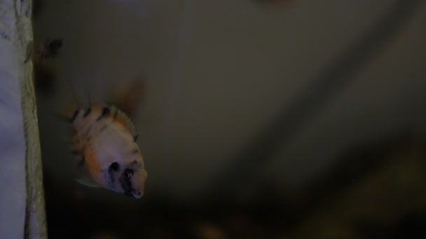 4k Filmmaterial von Sträflingsbuntbarschen, die defensiv im Aquarium agieren — Stockvideo