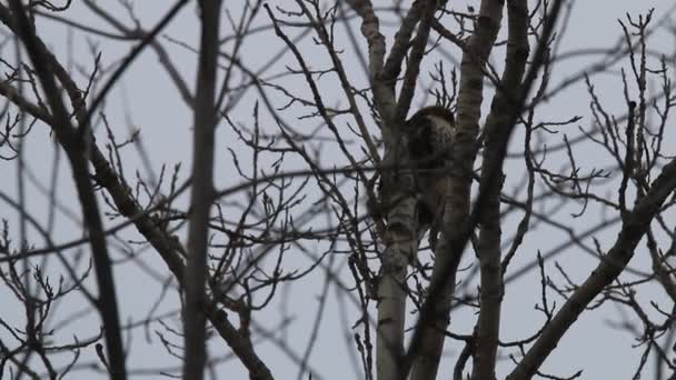 Rotschwanzfalke hockt in Baum und fliegt plötzlich davon — Stockvideo