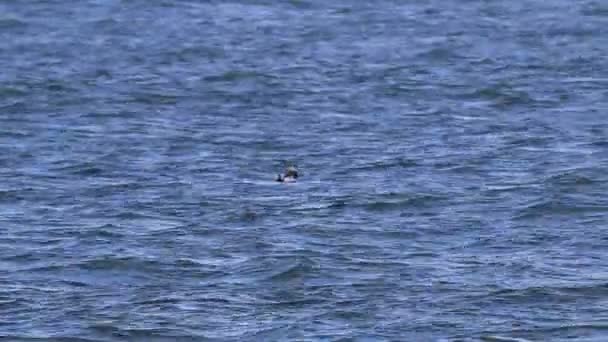 Canards à tête plate sur l'eau en Ontario pêchant la nourriture — Video