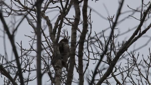 Rotschwanzfalke hockt in Baum und fliegt plötzlich davon — Stockvideo