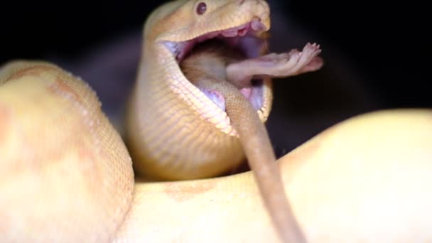 Incroyable séquence 4k d'une femelle adulte albinos boa constrictor mangeant un rat en captivité — Video