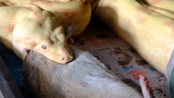 4k záběry zajatce chovaného boa jíst velkou krysu — Stock video