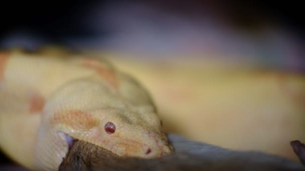 Incroyable séquence 4k d'une femelle adulte albinos boa constrictor mangeant un rat en captivité — Video