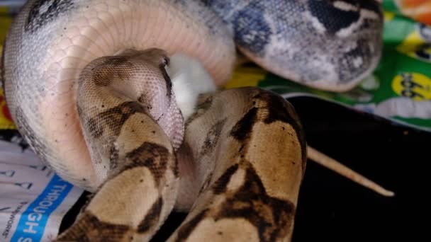 A boa constrictor goes through the process of eating a large rat — Stock Video
