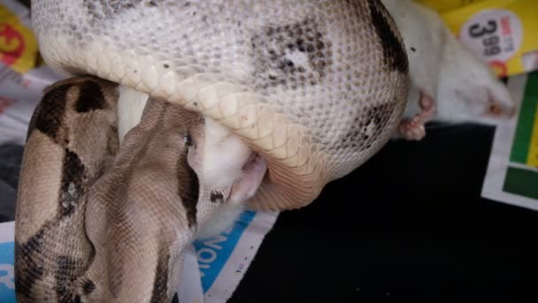 蟒蛇吃圈养的老鼠 — 图库视频影像