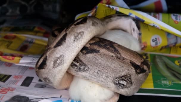 Boa constrictor äter råtta i fångenskap — Stockvideo