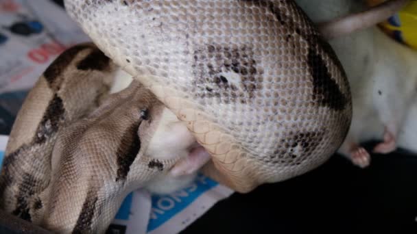 Boa constrictor mange un rat en captivité — Video