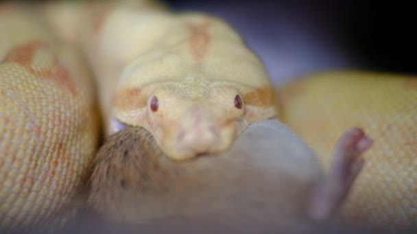 Incredibile 4k filmato di un adulto femmina albino boa costrittore mangiare un ratto in cattività — Video Stock