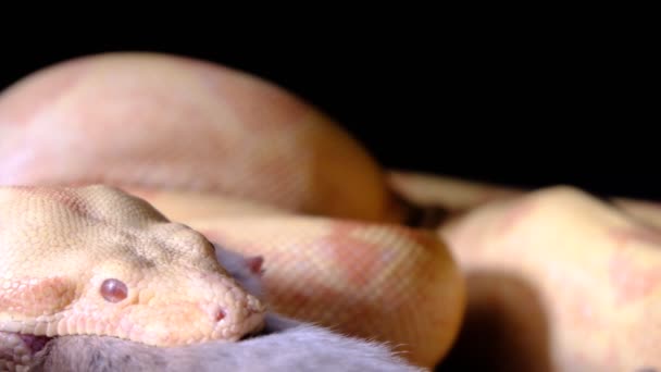 4k felvétel egy fogságban tenyésztett boáról, amint egy nagy patkányt eszik. — Stock videók