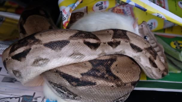 Cerca de 4k metraje de una boa macho grande constrictor en cautiverio — Vídeos de Stock