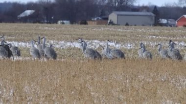 Yüzlerce turna kuşu, Kanada 'dan Long Point' e göç ediyor. 