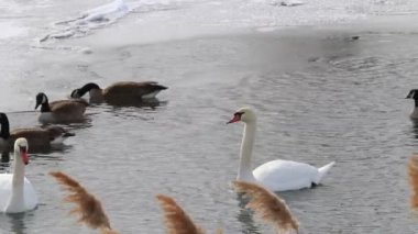 Dilsiz kuğular Kanada 'da istilacıdır, uzun süre yakalanırlar. 