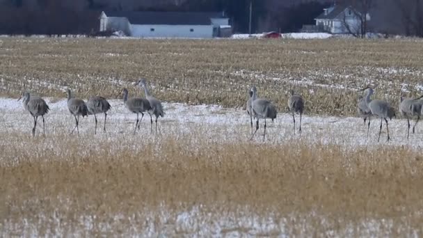 Cientos de grúas sanhill, migran a través de Canadá en Long Point — Vídeos de Stock