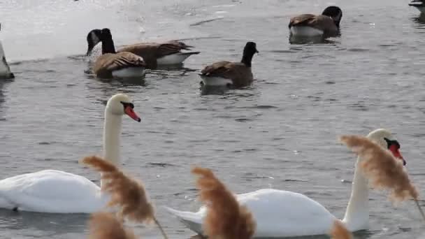 Łabędzie, kanadyjska gęś i zakapturzeni handlarze na stawie — Wideo stockowe