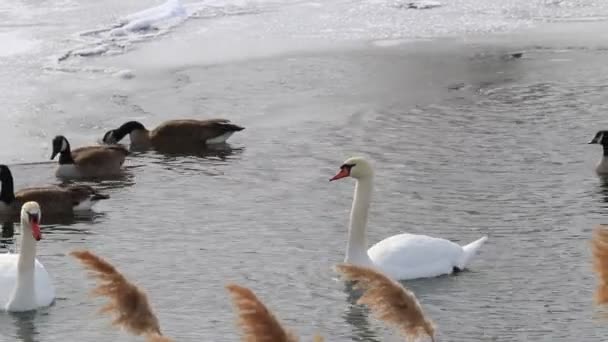 Mute swan are invasive in canada, captured at long point — Stock Video