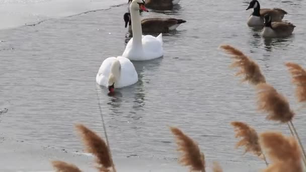 Cisne mudo são invasivos no Canadá, capturados em ponto longo — Vídeo de Stock